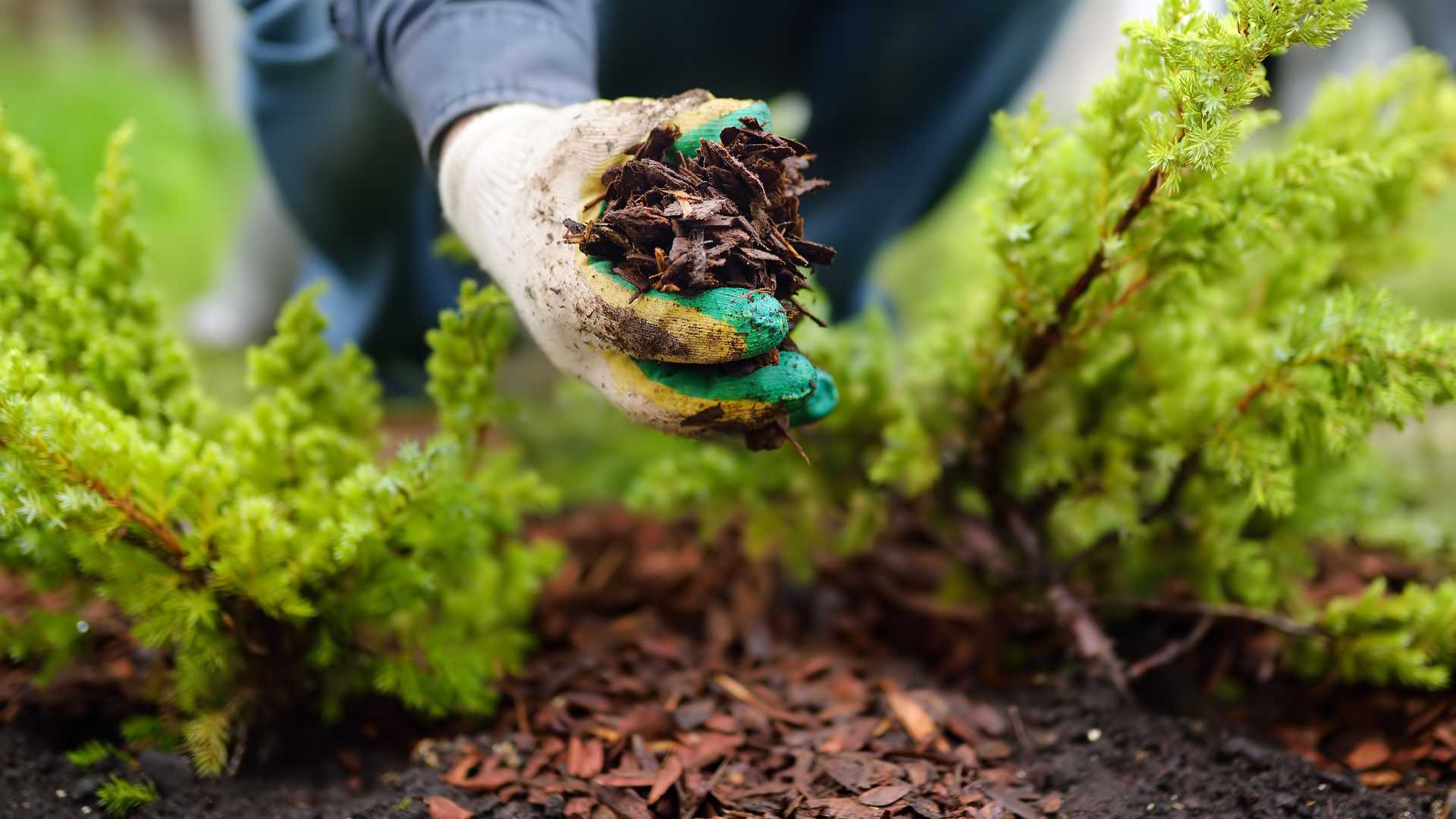 mulching mulching